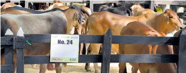  ??  ?? En la feria habrá exposicion­es de ganado bovino y ovinocapri­no, así como festivales equino y de especies menores.