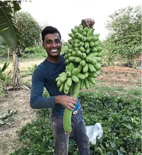  ??  ?? Arwin says he enjoys organic farming. Apart from bananas, his farmland also produces corn, sweet potatoes, long beans, chillies, okra and brinjals. — ARWIN MURUGA