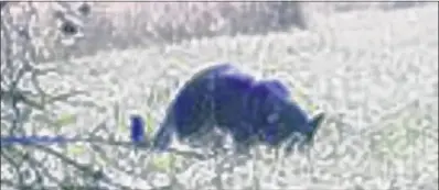  ??  ?? In 2013 a couple claimed to have snapped this photograph of a big cat resembling a black panther in fields in Trowbridge, Wiltshire. There had been several reported sightings of a similar creature in the area