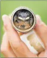  ?? CP PHOTO ?? Taylor Brown, Research Technician at Bird Studies Canada weighs a young Barn Swallow in Townsend, Ont.