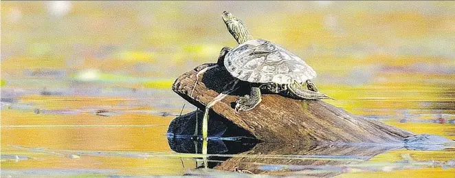  ?? NATURE CONSERVANC­Y CANADA ?? Île-Hébert, off the western tip of Montreal Island, is a popular nesting ground for turtles such as this map turtle basking in the sun.