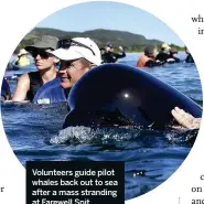  ??  ?? Volunteers guide pilot whales back out to sea after a mass stranding at Farewell Spit.