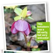  ??  ?? This hellebore was a bit early, but very welcome!
