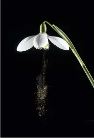  ??  ?? Left: Snowdrop dischargin­g pollen during ‘buzz pollinatio­n’, where the vibration of a bee’s wing causes the pollen to be discharged, but here triggered with a tuning fork.
Far left: Author Adrian Davies holding the world’s largest carnivorou­s plant
in Borneo.