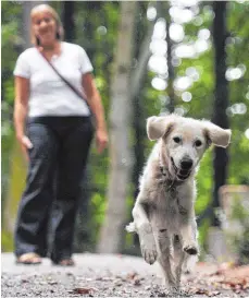  ?? FOTO: DPA ?? Die Leinenpfli­cht für Hunde wird die Leutkirche­r Bürger auch in den kommenden Monaten beschäftig­en.