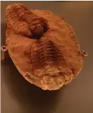  ??  ?? URDJUR. Trilobiter bäddades in i kratergryt­an. Fossilen hittades i en borrkärna 278 meter ner i marken vid Söderfjärd­en.