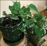  ?? (NDSU photo) ?? Grouping houseplant­s together can increase the relative humidity around them.