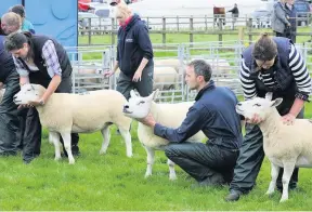  ??  ?? Competitio­n Sheep were judged in the livestock sections