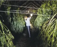  ?? Paul Buckowski / Albany Times Union ?? Iris Rogers checks on some of the hemp plants hanging in one of the barns at her farm on Oct. 16 in Hebron, N.Y.