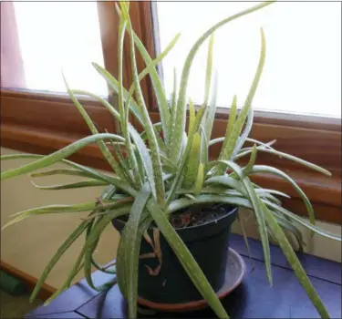  ?? LEE REICH VIA AP ?? This undated photo shows an aloe plant in New Paltz, N.Y. Aloe is one of a number of houseplant­s that tolerate a lot of abuse, so are ideal for anyone who want some household greenery but lacks a green thumb.