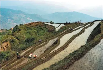  ?? JIANG WENYAO / XINHUA ?? Farmers transplant rice seedlings on terraced fields in Lyuchun county, Yunnan province, on Thursday. Local people of the Lahu ethnic group have been taking advantage of the good climate to boost agricultur­al production.