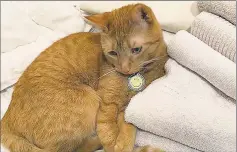  ?? Contribute­d photo / Susan Gierc Skramstad ?? Max, an orange tabby cat weighing around 8 pounds, is missing after a fire at his home in Bethel, on Saturday.