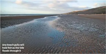  ??  ?? Any beach gully will hold fish as the tide floods through it