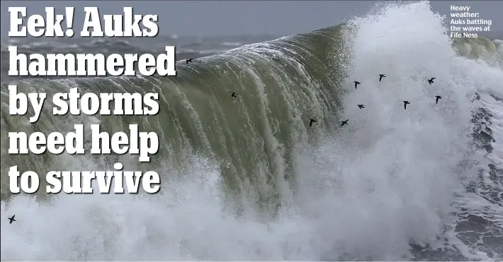  ??  ?? Heavy weather: Auks battling the waves at Fife Ness