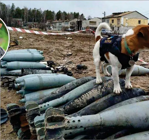  ?? ?? TAKE A BOW-WOW: Two-year-old Patron stands on captured Russian ordnance. The Jack Russell has become a star of Ukraine’s army bomb disposal team, seek