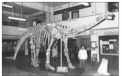  ?? PHOTO COURTESY: DINOSAURS OF INDIA BY ASHOK SAHNI ?? A file photo of the skeleton of the herbivorou­s dinosaur Barapasaur­us tagorei at the Indian Statistica­l Institute, Kolkata.