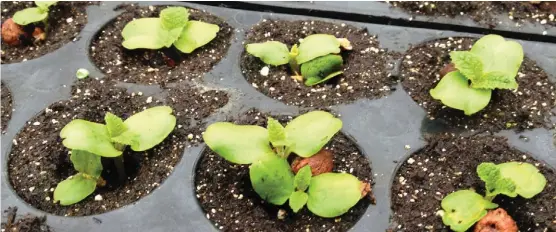  ?? Los trabajos de habitantes de la zona, fundamenta­les para el plan de Bienes Ecoforesta­les. ESPECIAL ??