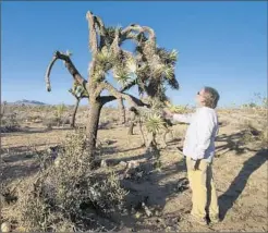  ??  ?? UC RIVERSIDE ecologist Cameron Barrows inspects a dry Joshua tree. He and others are studying the effects of climate change on the species.