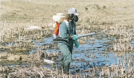  ?? FILE/EDMONTON JOURNAL ?? Pest control operator Greg Boulet sprays for mosquitoes in standing water left from spring melt in this photo from April 2006. This year, the city expects its mosquito spraying program — much of it by helicopter — will cost $1 million.