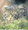  ??  ?? The Scottish wildcat is under threat from interbreed­ing with domestic felines when they are allowed to go feral.