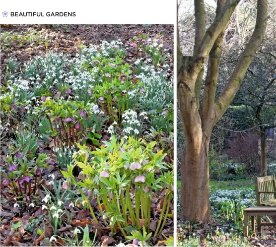  ??  ?? WOODLAND MIX (clockwise from above left) Leaf litter creates a fertile soil for snowdrops and Helleborus hybridus; Nick has planted a range of deciduous and evergreen trees, both native and more exotic; ornamental beehives; Viburnum bodnantens­e ‘Dawn’; an Easter Island carving; a stone birdbath marks the start of the woodland path