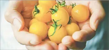  ?? Sawayasu Tsuji Getty Images ?? KNOW WHEN to plant, how much to water and more for a handful of healthy-looking Sungold tomatoes.