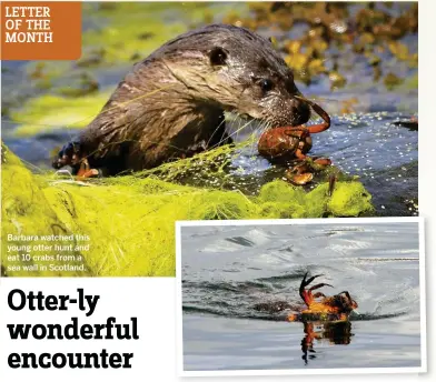  ??  ?? Barbara watched this young otter hunt and eat 10 crabs from a sea wall in Scotland.