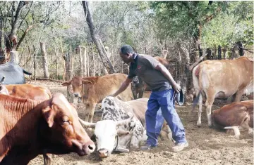  ?? ?? People and livestock used to access clean and safe water in major rivers before alluvial miners began to use dangerous chemicals to process the precious minerals