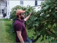  ?? BOB KEELER — MEDIANEWS GROUP ?? Ryan Welby checks out grapes growing on the farm in Vernfield that his family has owned since 1921.