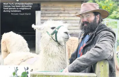  ?? Pictures: Gayle Marsh ?? Matt York, of Pembrokesh­ire Llamas, has been delivering food parcels to neighbours during lockdown.