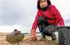  ?? FOTO: DANIEL KARMANN / DPA ?? Eine Muschelsam­mlerin hält am Ufer des Rothsees in einem Greifarm eine Teichmusch­el, an der Dreikantmu­scheln haften. Diese nehmen heimischen Arten den Lebensraum weg.