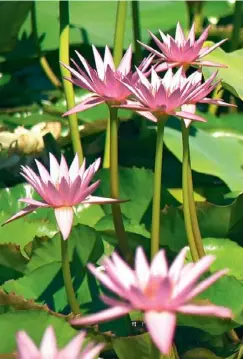  ??  ?? Put these pink tropical water lilies (Nymphaea nouchali – versicolor) on your wish list. They are also cold tolerant, so will grow in the north and south of Australia.