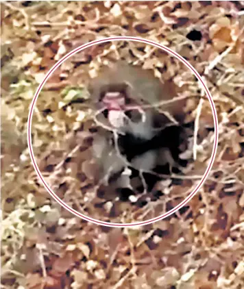  ?? ?? The Japanese macaque, which escaped from the Highland Wildlife Park on Sunday, was spotted by a drone on Tuesday afternoon