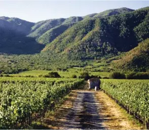  ??  ?? Emiliana Organic Vineyards at Los Robles Estate in Colchagua Valley, Chile.
Emiliana Organic Vineyards en el Fundo Los Robles, Colchagua, Chile.