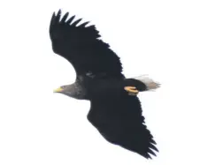  ?? Photo Helen Logan. ?? Above right: There is a long staying pair of white-tailed eagle on the west coast.