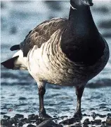  ??  ?? Feathering our nest: A Brent goose