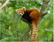  ?? Image Shuttersto­ck ?? BELOW Red pandas can be found in PanchtharI­lam-Taplejung Red Panda Protected Forest