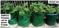  ?? ?? SIMPLE: Potatoes can be grown in bags