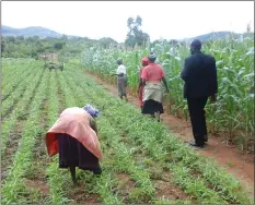  ??  ?? Members of the community in one of the Conservati­on Agricultur­e demonstrat­ion plots in Mutasa