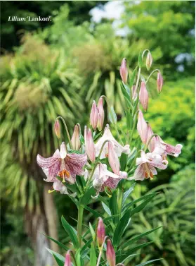  ??  ?? Lilium ‘Lankon’.