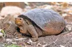  ?? FOTO: DIEGO BERMEO/PARQUE NACIONAL GALÁPAGOS/DPA ?? Diese Schildkröt­e gibt es doch noch.