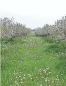  ?? MIKE DE SISTI / MILWAUKEE JOURNAL SENTINEL VIA USA TODAY NETWORK ?? Cherry trees are seen in full bloom in May 2021 near Kielar Akers Orchard, Sturgeon Bay.