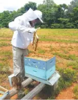  ?? CONTRIBUTE­D PHOTO BY ANSLEY EICHHORN ?? Ivy Academy senior Noah Lewis examines the bee population at the school. The bees were added to the school’s agricultur­al science program.