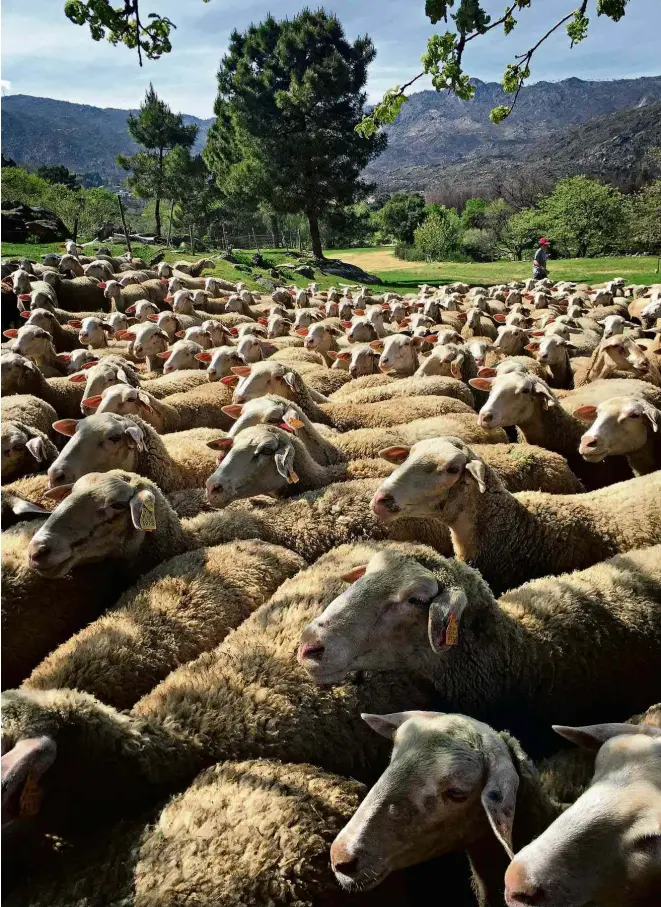  ?? Divulgação ?? Ovelhas na Quinta do Barrigoso, em Castelo Novo, região centralde Portugal