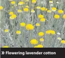  ??  ?? Flowering lavender cotton