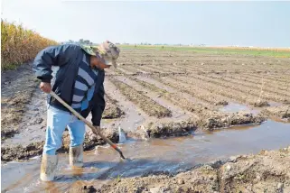  ?? FOTOS/JESÚS GUTIÉRREZ ?? Un campesino tiene que invertir hasta 800 pesos por semana para la compra de plaguicida­s y fertilizan­tes.