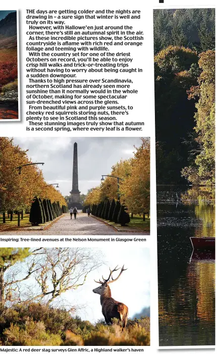  ??  ?? Inspiring: Tree-lined avenues at the Nelson Monument in Glasgow Green Majestic: A red deer stag surveys Glen Affric, a Highland walker’s haven