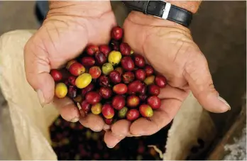  ??  ?? Top left: after planting, it can take up to four years for coffee trees to bear fruit. Top right: coffee cherries turn bright red when ready for harvesting – the beans are then separated from the fruit. Above: the cherries are usually picked by hand. Bottom left: the wood thrush’s wintering habitat is being lost to coffee plantation­s.