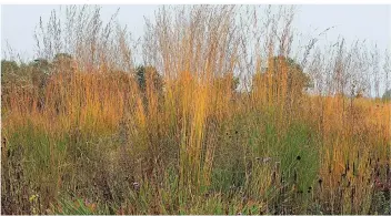  ?? FOTO: URSEL BORSTELL/BLV/DPA ?? Federgras mag es trocken und warm. Im Steingarte­n oder in der Steppe wächst es optimal.