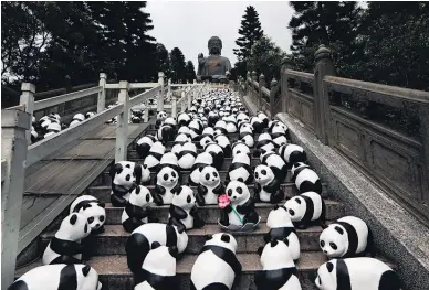  ?? Picture / AP ?? Paper pandas, part of French artist Paulo Grangeon’s month-long ‘‘1600 Pandas World Tour’’, adorn the steps to the Tian Tan Buddha on Lantau Island, a popular Hong Kong tourist spot.